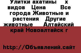 Улитки ахатины  2-х видов › Цена ­ 0 - Все города Животные и растения » Другие животные   . Алтайский край,Новоалтайск г.